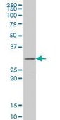 Monoclonal Anti-GSTZ1 antibody produced in mouse clone 1G12, purified immunoglobulin, buffered aqueous solution