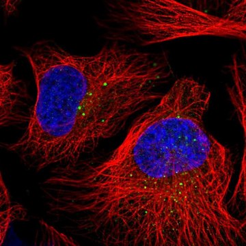 Anti-DZIP3 antibody produced in rabbit Prestige Antibodies&#174; Powered by Atlas Antibodies, affinity isolated antibody