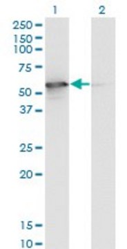 Monoclonal Anti-STK25, (C-terminal) antibody produced in mouse clone 4B10, purified immunoglobulin, buffered aqueous solution