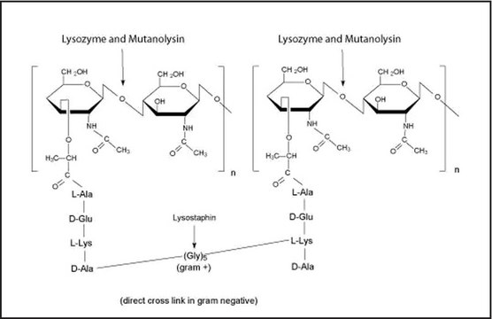 Mutanolysin from Streptomyces globisporus ATCC&nbsp;21553 0.2 &#956;m filtered, lyophilized powder, &#8805;4000&#160;units/mg protein (biuret)