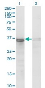 ANTI-FRZB antibody produced in mouse clone 3F4, purified immunoglobulin, buffered aqueous solution