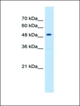 Anti-HMGCS2 (AB1) antibody produced in rabbit IgG fraction of antiserum, lyophilized powder