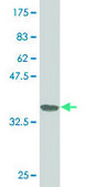 ANTI-ZNF263 antibody produced in mouse clone 2G6, purified immunoglobulin, buffered aqueous solution
