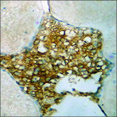 Anti-phospho-Tau (pSer404) antibody produced in rabbit affinity isolated antibody
