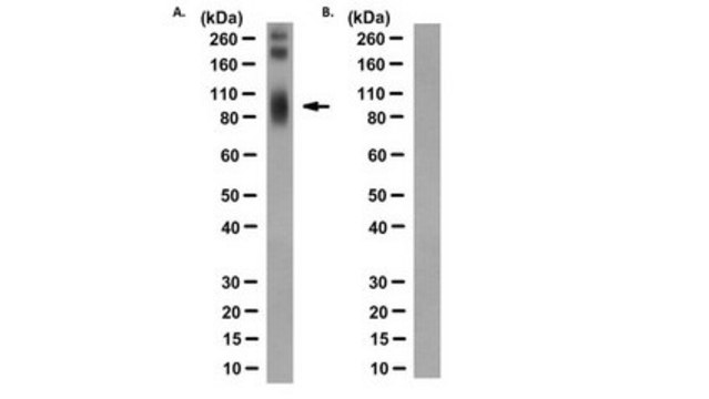 Anti-phospho-C5aR/CD88 (Ser334) Antibody, clone 32-G1 clone 32-G1, from mouse