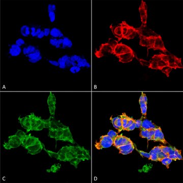 Monoclonal Anti-O-GalNAC-FITC antibody produced in mouse clone 9B9