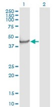 Monoclonal Anti-NPTX1 antibody produced in mouse clone 7E6, purified immunoglobulin, buffered aqueous solution