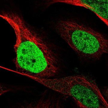 Anti-CEBPB antibody produced in rabbit Prestige Antibodies&#174; Powered by Atlas Antibodies, affinity isolated antibody