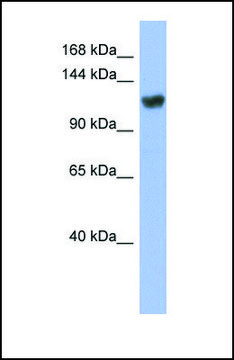 Anti-ZNF423 affinity isolated antibody