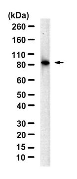 Anti-Cyclin T1 Antibody, clone 2L20 ZooMAb&#174; Rabbit Monoclonal recombinant, expressed in HEK 293 cells