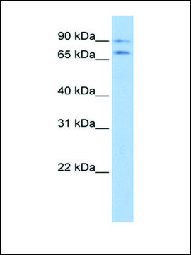 Anti-JPH2 antibody produced in rabbit affinity isolated antibody