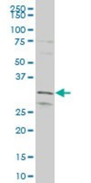 ANTI-MEOX1 antibody produced in mouse clone 3D6, purified immunoglobulin, buffered aqueous solution