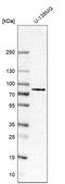 Anti-CTIF antibody produced in rabbit affinity isolated antibody, buffered aqueous glycerol solution