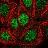 Anti-PSKH1 antibody produced in rabbit Prestige Antibodies® Powered by Atlas Antibodies, affinity isolated antibody, buffered aqueous glycerol solution