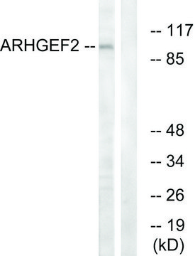 Anti-ARHGEF2 antibody produced in rabbit affinity isolated antibody