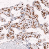 Monoclonal Anti-Cd34 Antibody Produced In Mouse Prestige Antibodies® Powered by Atlas Antibodies, clone CL14579, affinity isolated antibody, buffered aqueous glycerol solution