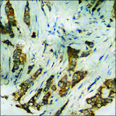 Anti-phospho-IL-8R β/CDw128 β (pSer347) antibody produced in rabbit affinity isolated antibody