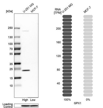 Anti-GPX1 antibody produced in rabbit Prestige Antibodies&#174; Powered by Atlas Antibodies, affinity isolated antibody, buffered aqueous glycerol solution