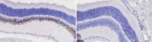 Anti-NFIA Antibody, clone 2D14 ZooMAb® Rabbit Monoclonal recombinant, expressed in HEK 293 cells