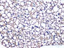 Anti-Perilipin A antibody produced in rabbit