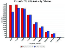 Anti-RS1 (66-78) antibody produced in rabbit IgG fraction of antiserum, buffered aqueous solution