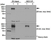 Anti-Cas9 Antibody, C-term. clone 10C11-A12 clone 10C11-A12, from mouse