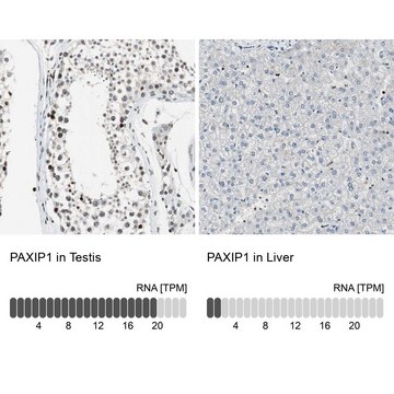 Anti-PAXIP1 antibody produced in rabbit Prestige Antibodies&#174; Powered by Atlas Antibodies, affinity isolated antibody, buffered aqueous glycerol solution