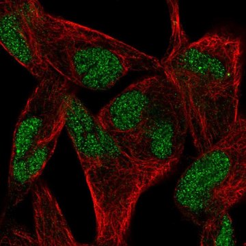 Anti-RELT antibody produced in rabbit Prestige Antibodies&#174; Powered by Atlas Antibodies, affinity isolated antibody