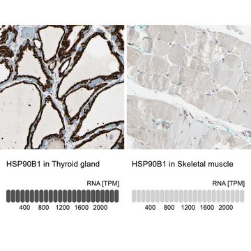 Anti-HSP90B1 antibody produced in rabbit Prestige Antibodies&#174; Powered by Atlas Antibodies, affinity isolated antibody, buffered aqueous glycerol solution