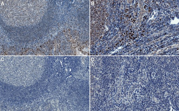 Anti-SPIB Antibody, clone 235D