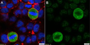 Anti-p-Ser/Thr-Pro MPM-2 Antibody, clone MPM-2 ZooMAb® Mouse Monoclonal recombinant, expressed in HEK 293 cells