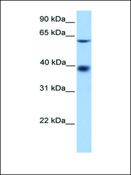 Anti-MFSD4 antibody produced in rabbit affinity isolated antibody