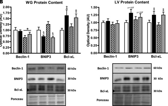 Anti-BNIP3 antibody, Mouse monoclonal clone ANa40, purified from hybridoma cell culture