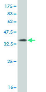 Monoclonal Anti-GATAD2A antibody produced in mouse clone 3F3, purified immunoglobulin, buffered aqueous solution