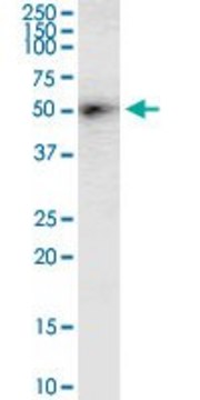 Monoclonal Anti-DGAT2, (C-terminal) antibody produced in mouse clone 4C1, purified immunoglobulin, buffered aqueous solution