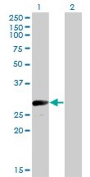 Monoclonal Anti-VGLL1, (N-terminal) antibody produced in mouse clone 3C7, purified immunoglobulin, buffered aqueous solution