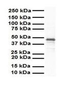Anti-SOX3 antibody produced in rabbit affinity isolated antibody