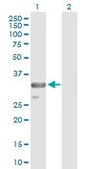 Anti-TRADD antibody produced in rabbit purified immunoglobulin, buffered aqueous solution