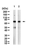 Anti-TRIM25 Antibody, clone 1B8 ZooMAb® Rabbit Monoclonal recombinant, expressed in HEK 293 cells