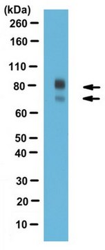 Anti-Periostin (Pan) Antibody 0.5&#160;mg/mL, from rabbit