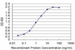 ANTI-T antibody produced in mouse clone 1H1, purified immunoglobulin, buffered aqueous solution