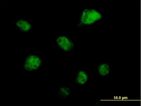 Anti-RBM6 antibody produced in mouse IgG fraction of antiserum, buffered aqueous solution