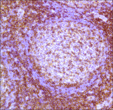 Anti-CD4 antibody, Rabbit monoclonal clone SP35, recombinant, expressed in proprietary host, affinity isolated antibody