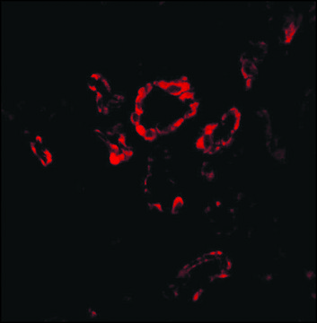 Anti-Slug (ab2) antibody produced in rabbit affinity isolated antibody, buffered aqueous solution