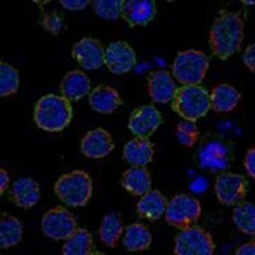 Anti-IL7R antibody produced in rabbit Prestige Antibodies&#174; Powered by Atlas Antibodies, affinity isolated antibody, buffered aqueous glycerol solution