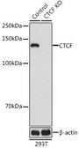 Anti- CTCF antibody produced in rabbit