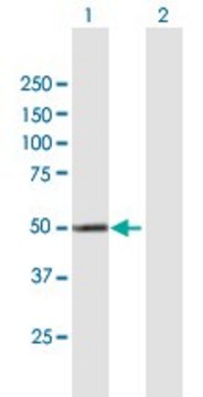 Anti-CYP4X1 antibody produced in mouse purified immunoglobulin, buffered aqueous solution