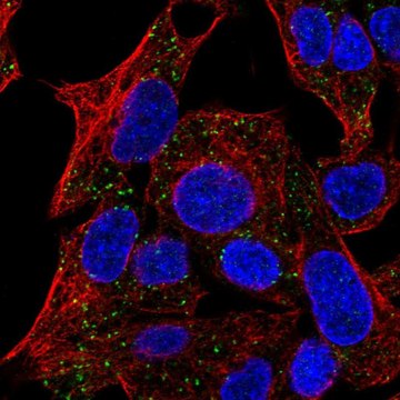 Anti-TMEM135 antibody produced in rabbit Prestige Antibodies&#174; Powered by Atlas Antibodies, affinity isolated antibody