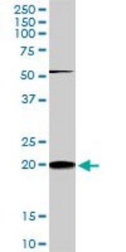 Monoclonal Anti-RHOC antibody produced in mouse clone 2E12, purified immunoglobulin, buffered aqueous solution