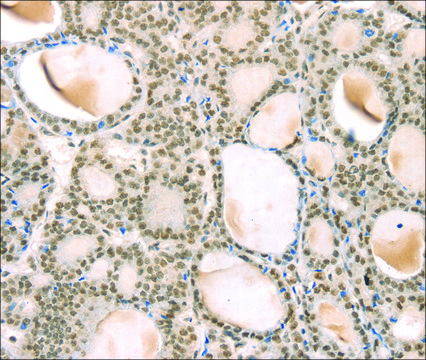 Anti-TSPAN13 affinity isolated antibody